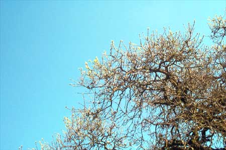 green growth on an old oak