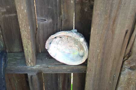 abalone shell (photo by Eric)