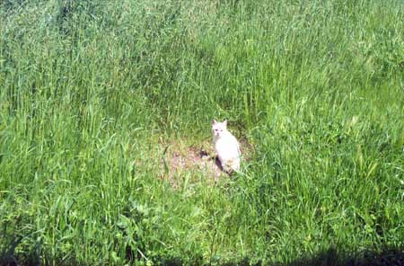 cat in the grass