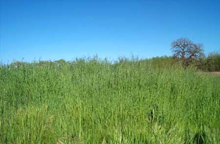 tall grass