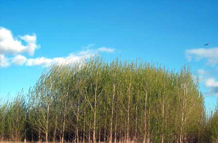 trees in the wind