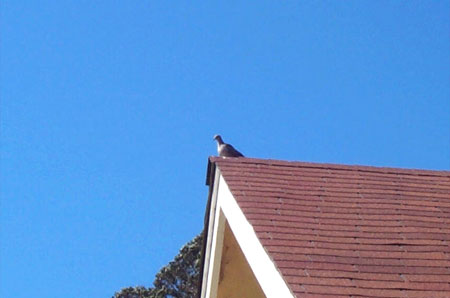 dove on a rooftop
