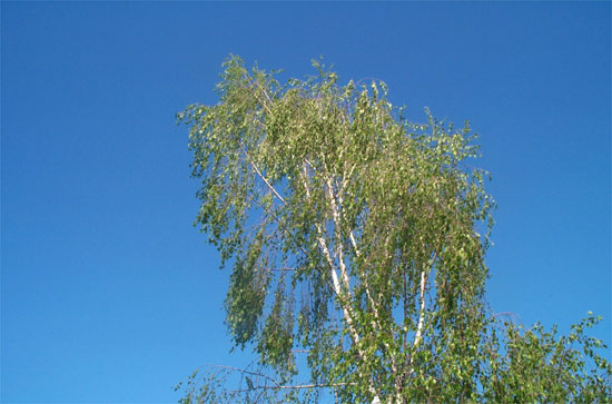 the top of the birch