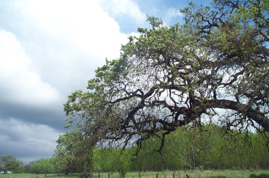 oak leaves