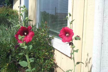 hollyhocks