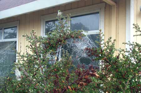 webs in the mist