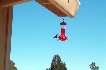 hummingbird