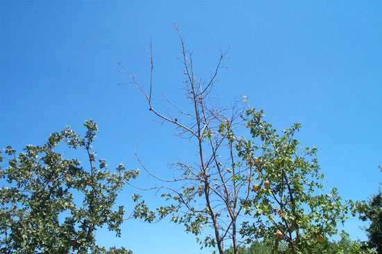 oaks