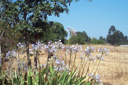 blue flowers