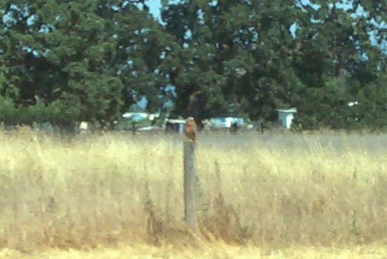 hawk