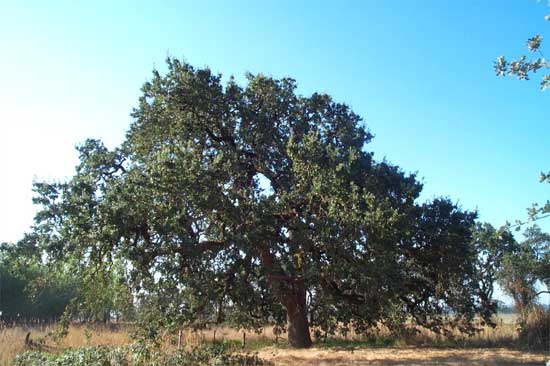 oak