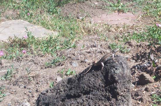 20 August 2003