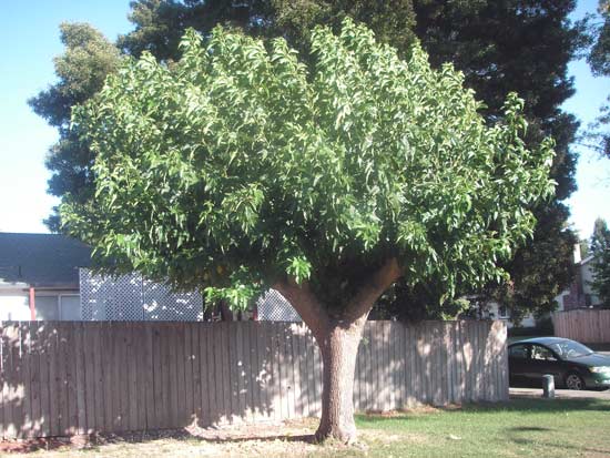 27 August 2006