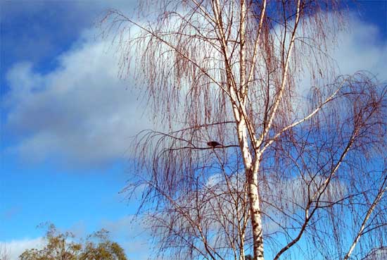 bird in tree