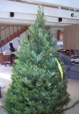 Tannenbaum