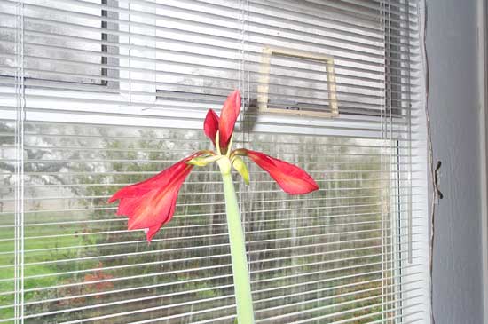 amaryllis