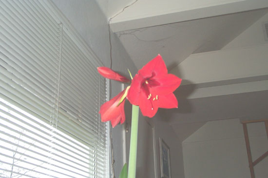 amaryllis