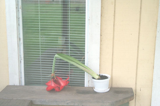 ex-amaryllis