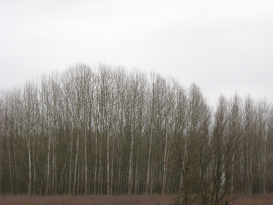 29 December 2009