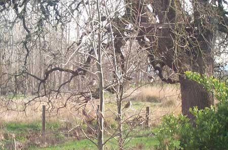 birds in trees