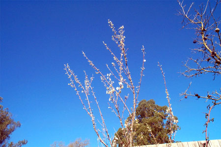 prune blossoms