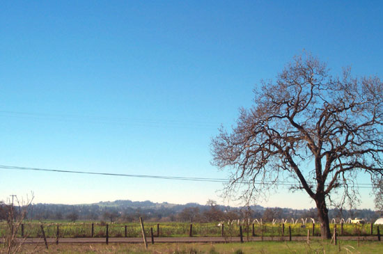 western skyline