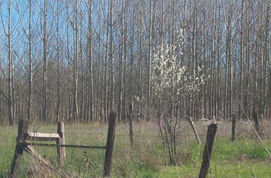 blossoms