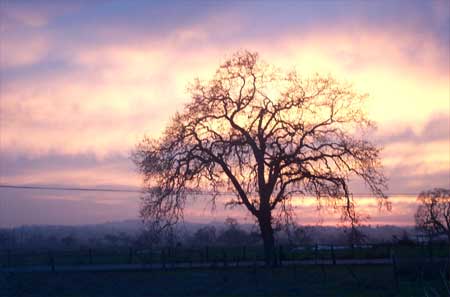 oak tree against the winter sunset