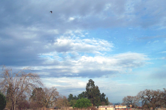 note the buzzard