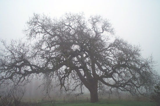 misty