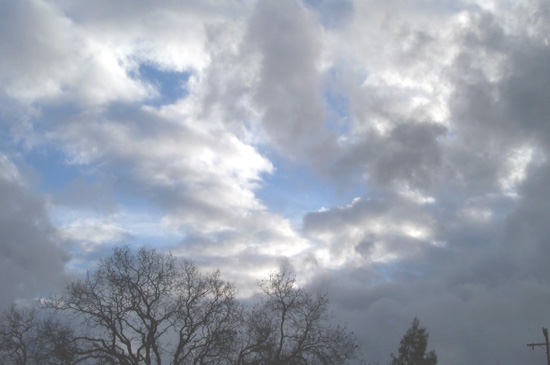 above the oaks