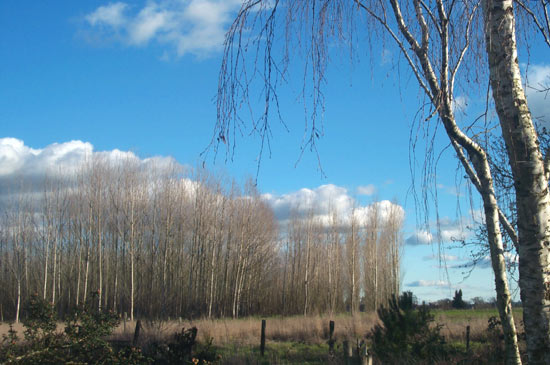 11 January 2005
