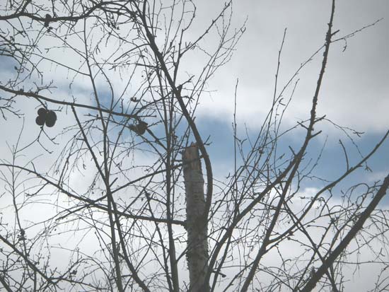 5 January 2008