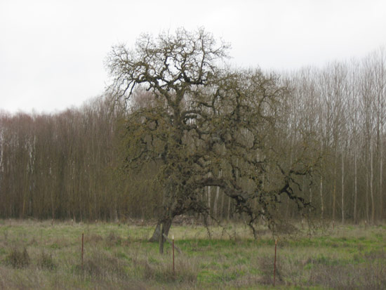 21 January 2009