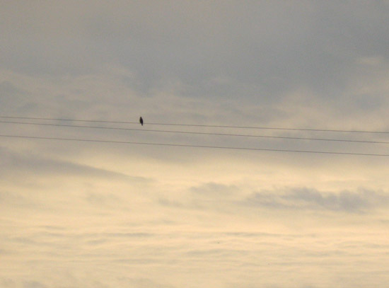 9 January 2010