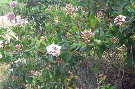 blooming in July