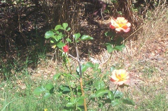 8 July 03