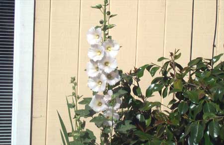 white hollyhocks