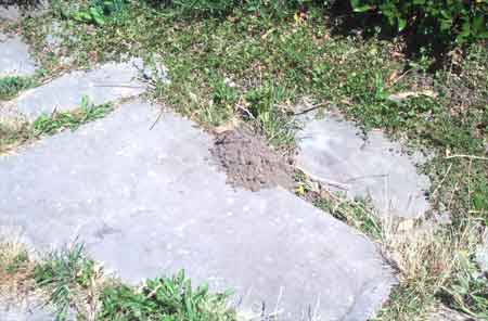 gopher mound in the walkway