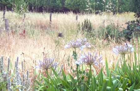 blue blooms with blur