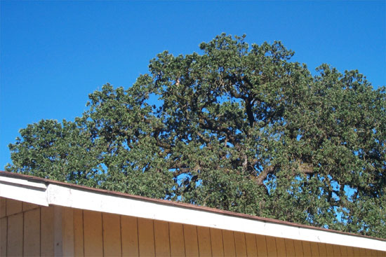 oak tree