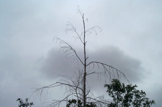 17 June 2004