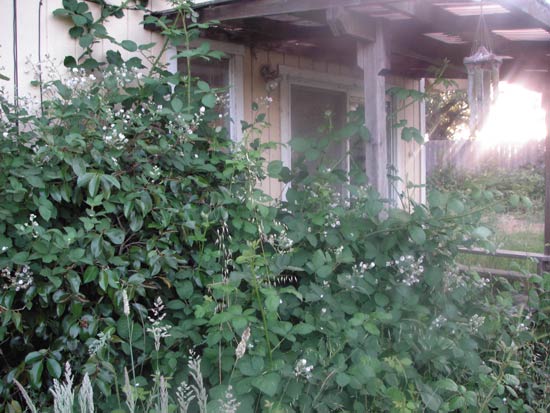 9 June 2006