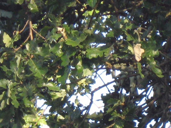 14 June 2008