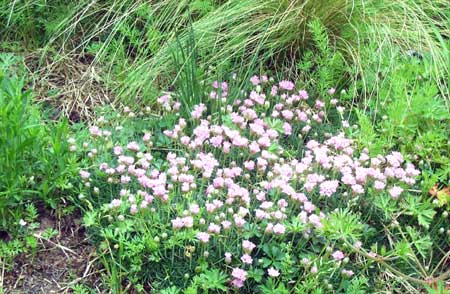 pink flowers