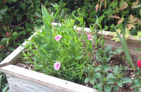 flower box