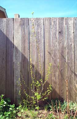 pussywillow, in green
