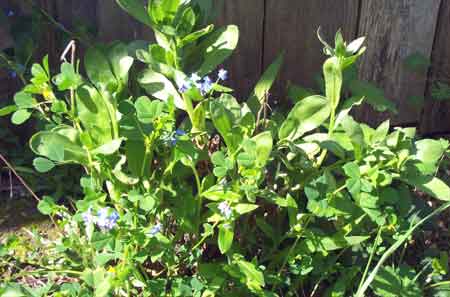 new blue blossoms