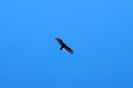 hawk on the wing