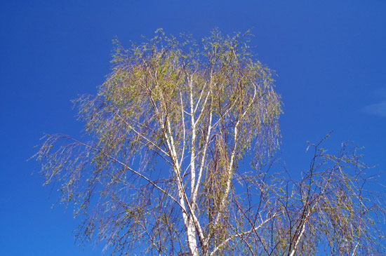 leaves